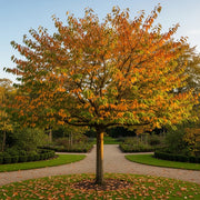 8ft 'Pink Perfection' Cherry Blossom Tree | Mature Half Standard | 6/8cm Girth | Grown in 40L Airpot